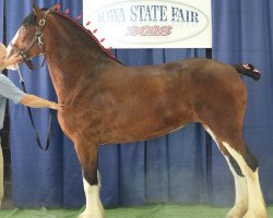 Zuchtstute KDJ's PPD Emma (Clydesdale, 2013, von Pinnacle's Prelude Denali)