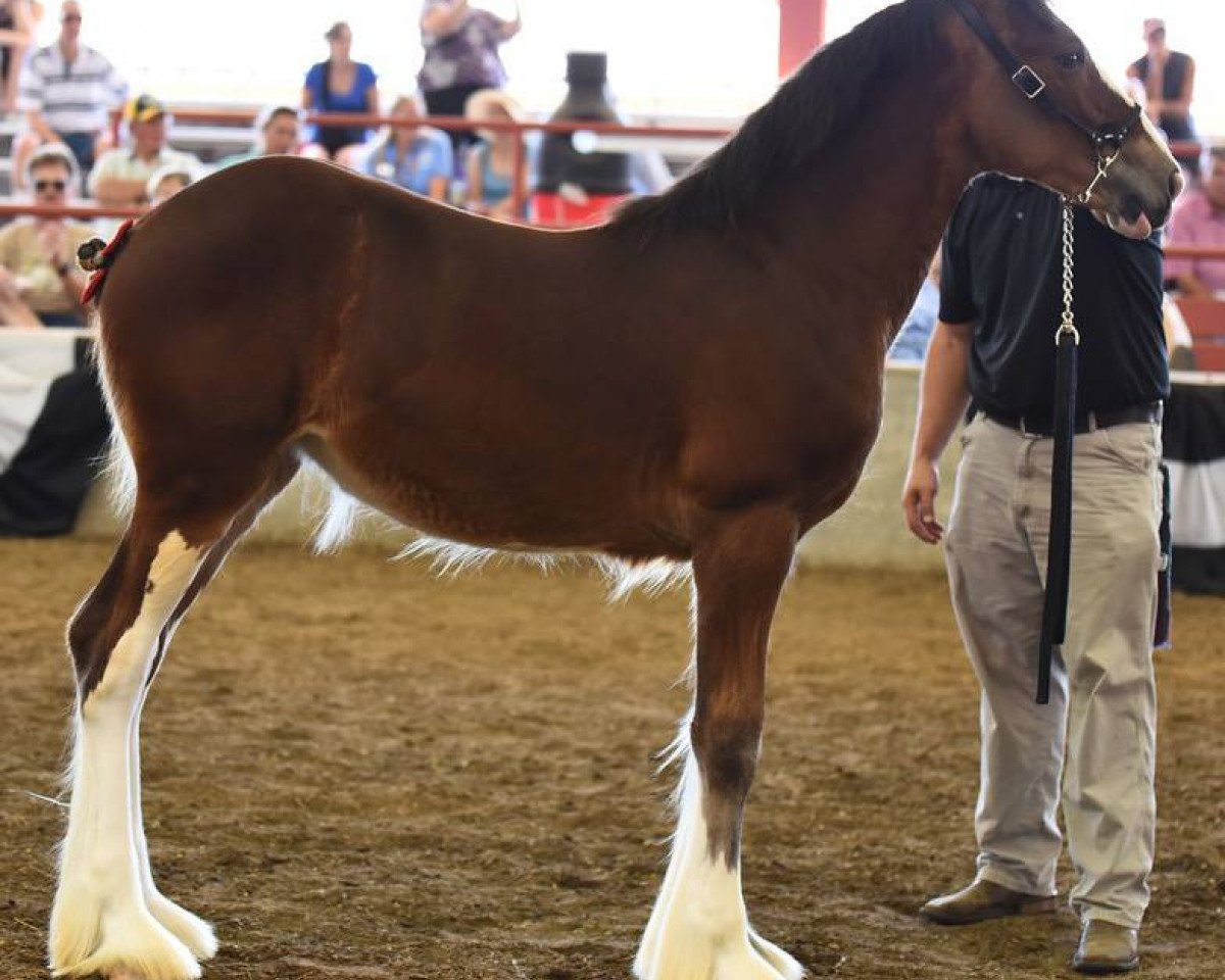 horse KDJ's Little Miss Heck Yeah (Clydesdale, 2016, from Pinnacle's Nihilater Extreme)