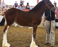 Pferd KDJ's Little Miss Heck Yeah (Clydesdale, 2016, von Pinnacle's Nihilater Extreme)