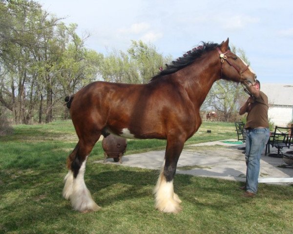 Deckhengst Westedge Ideal Ivan (Clydesdale, 1998, von Cedarlane Commander Mark Argyll)