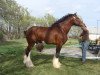 Deckhengst Westedge Ideal Ivan (Clydesdale, 1998, von Cedarlane Commander Mark Argyll)