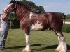 stallion Solomon's Benedict (Clydesdale, 2005, from Westedge Ideal Ivan)