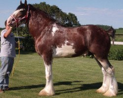 stallion Solomon's Benedict (Clydesdale, 2005, from Westedge Ideal Ivan)