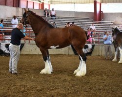 broodmare KDJ's Grace's Image (Clydesdale, 2008, from Solomon's Benedict)