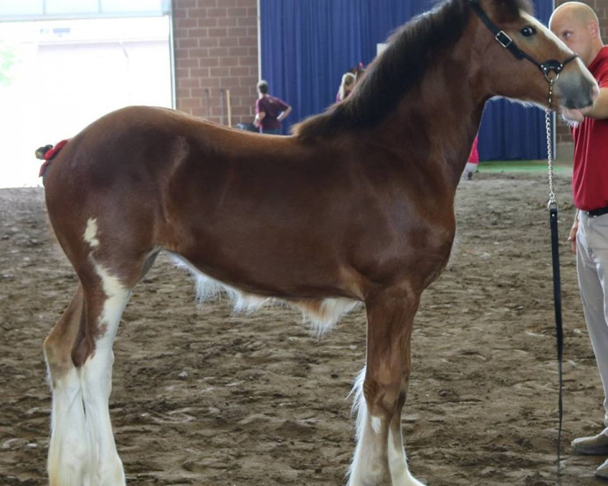 horse KDJ's Image's Halo (Clydesdale, 2016, from Pinnacle's Nihilater Extreme)