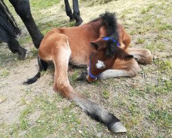 broodmare Chloé (Oldenburg show jumper, 2020, from Cayado 3)