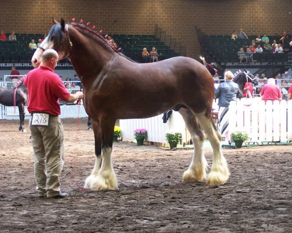 stallion Pinnacle's Nihilater Extreme (Clydesdale, 2010, from Gregglea HC Nihilator)