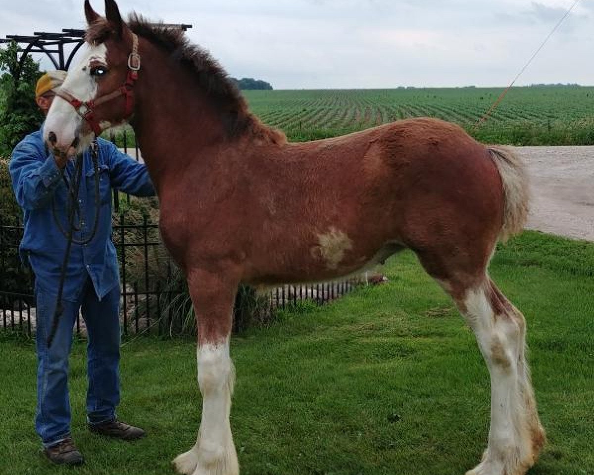 horse K.D.J.'s Miss Jessie (Clydesdale, 2018, from Pinnacle's Nihilater Extreme)