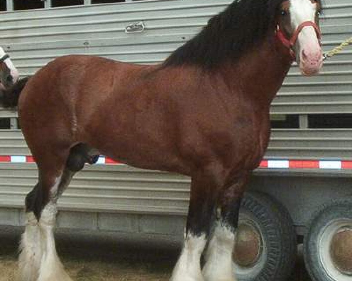 Deckhengst Twelve Oaks Zeke (Clydesdale, 1995, von Jonesway Major Mark)