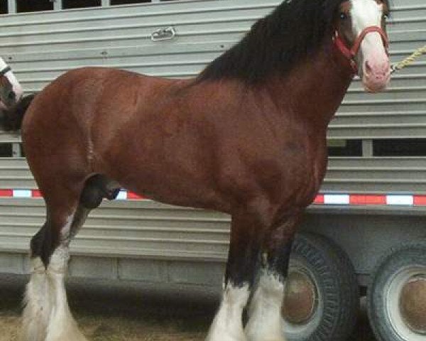 stallion Twelve Oaks Zeke (Clydesdale, 1995, from Jonesway Major Mark)