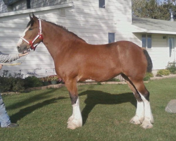 Zuchtstute K.D.J.'s Amazin Grace (Clydesdale, 2004, von Twelve Oaks Zeke)