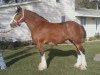 broodmare K.D.J.'s Amazin Grace (Clydesdale, 2004, from Twelve Oaks Zeke)