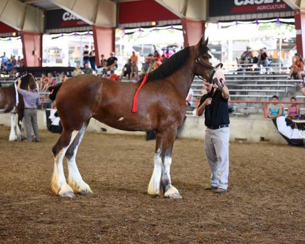 broodmare KDJ's Grace's Elenore (Clydesdale, 2013, from Armageddon's Lord Nehemiah)