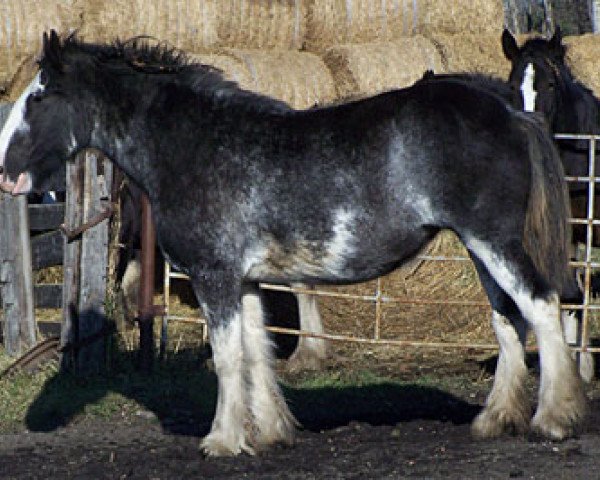 broodmare Katherose Elvira (Clydesdale, 2007, from Cal-Eden Major Blue)