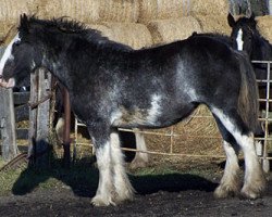 Zuchtstute Katherose Elvira (Clydesdale, 2007, von Cal-Eden Major Blue)