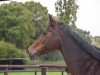 broodmare Contendra (Hanoverian, 2002, from Contendro I)