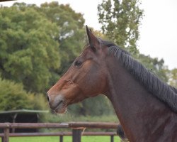 broodmare Contendra (Hanoverian, 2002, from Contendro I)