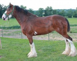 Zuchtstute Karvelton Lacey's Model (Clydesdale, 2009, von S B H Phoenix)