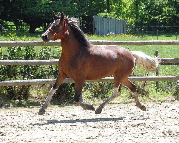 Zuchtstute Serafina (Lewitzer, 2008, von Acamani)