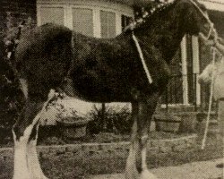 broodmare Karvelton Sweet Julia (Clydesdale, 2002, from DB's Fairnington Thor)