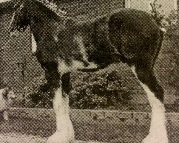 horse Karvelton Prince's Image (Clydesdale, 2002, from Dew Ridge Prince 2nd)