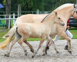 Pferd Imko (Fjordpferd, 2021, von Ilmar)