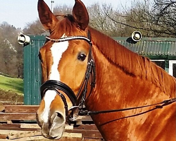 dressage horse Scarlet Rose (Westphalian, 2011, from Sunday)