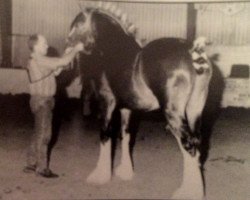 horse Karvelton Pride II (Clydesdale, 1993, from Thistle Ridge Argyll Teddy)