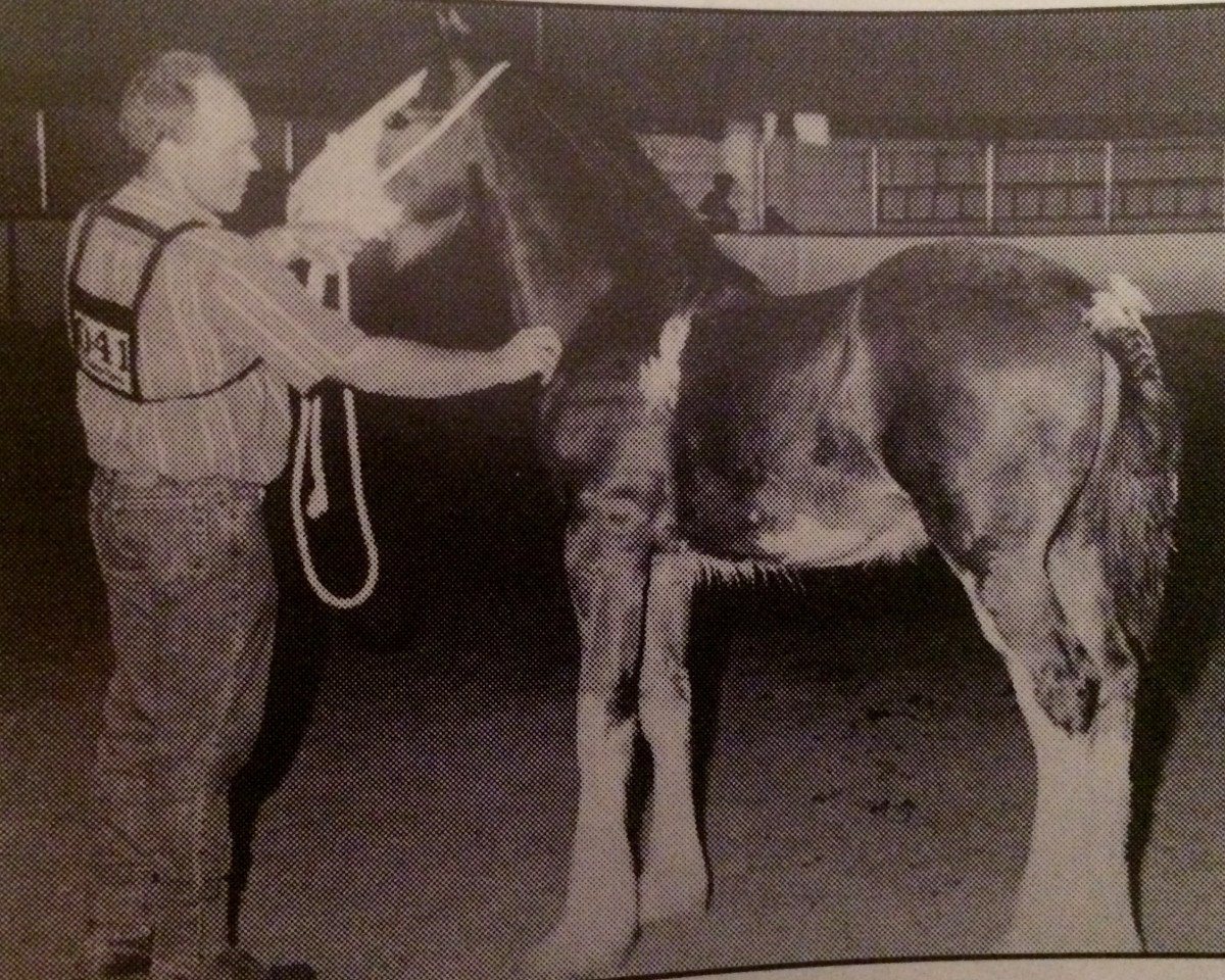 Deckhengst Karvelton Patrick (Clydesdale, 1995, von Thistle Ridge Argyll Teddy)