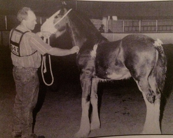 Deckhengst Karvelton Patrick (Clydesdale, 1995, von Thistle Ridge Argyll Teddy)