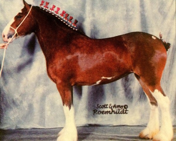 horse Karvelton Honey (Clydesdale, 1994, from Thistle Ridge Argyll Teddy)