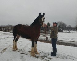 horse Karvelton Gem's Lady (Clydesdale, 2009, from Armageddon's Lord Shadrach)