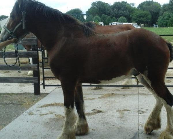 Pferd Kalen of Kinross Glen (Clydesdale, 2016, von Hatfield Dagger)