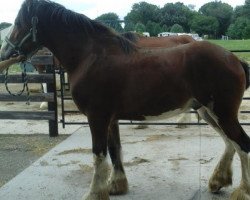 horse Kalen of Kinross Glen (Clydesdale, 2016, from Hatfield Dagger)