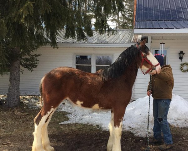 stallion K Thomas Beau (Clydesdale, 2017, from Cristal's Moses)