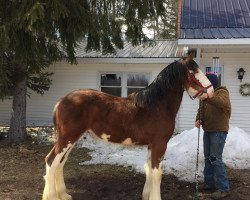 stallion K Thomas Beau (Clydesdale, 2017, from Cristal's Moses)