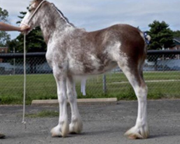 horse K Thomas Miss April (Clydesdale, 2016, from Cristal's Moses)