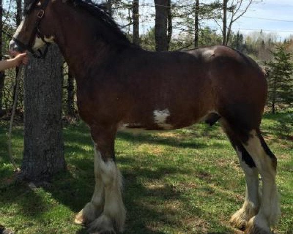 Pferd K Thomas Baron (Clydesdale, 2013, von Karvelton Winston's Coal)