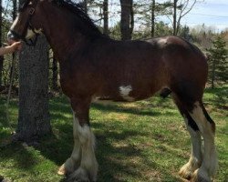 Pferd K Thomas Baron (Clydesdale, 2013, von Karvelton Winston's Coal)