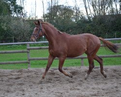 jumper Campino Charmeur (Westphalian, 2015, from Fleedwood WV)