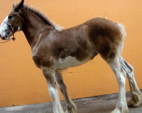 horse Bandeirante's Candy (Clydesdale, 2011, from Toll-Gate Trademark)