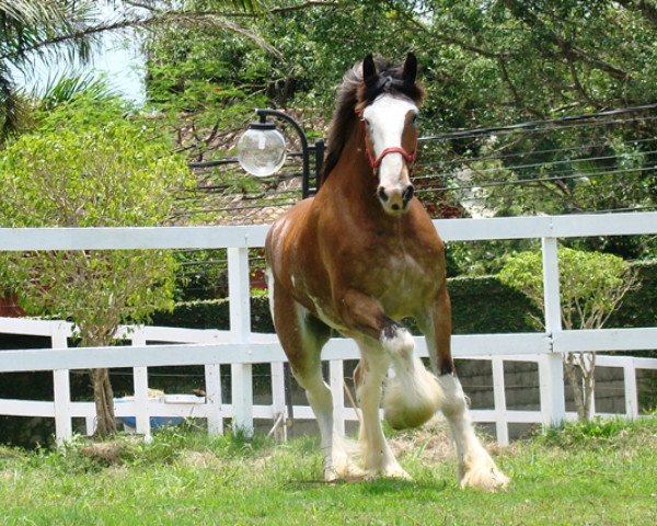 broodmare Grandview Justin's Quinn (Clydesdale, 2007, from Grandview Eli's Just-In-Step)