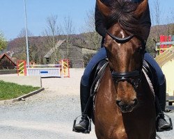 broodmare Glyn (KWPN (Royal Dutch Sporthorse), 2011, from Casall Ask)