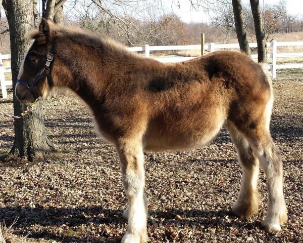 Pferd Judgement Day Rebel's Fancy (Clydesdale, 2013, von Freedom Royal Elliot)