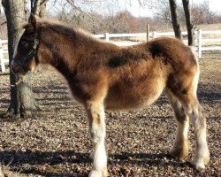 horse Judgement Day Rebel's Fancy (Clydesdale, 2013, from Freedom Royal Elliot)