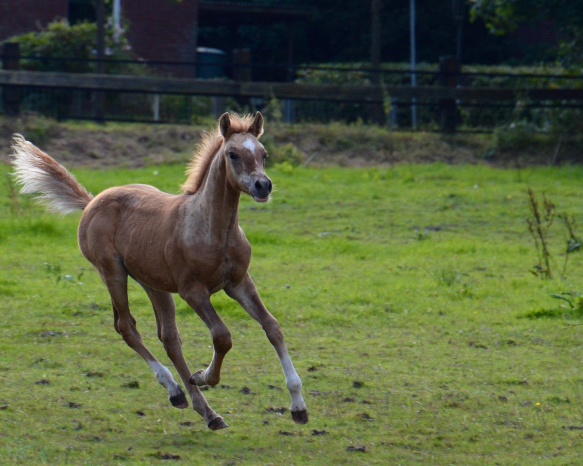 Deckhengst Dream Date DC (Deutsches Reitpony, 2017, von Dating AT NRW)