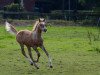 Deckhengst Dream Date DC (Deutsches Reitpony, 2017, von Dating At NRW)