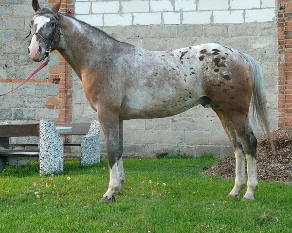 stallion Pathos (Great Poland (wielkopolska), 2006, from Topaz)