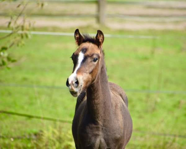 dressage horse Movie Mania DC (German Riding Pony, 2017, from Movie Star)