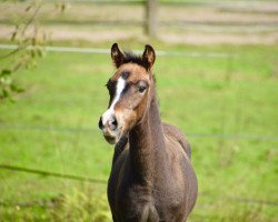 dressage horse Movie Mania DC (German Riding Pony, 2017, from Movie Star)